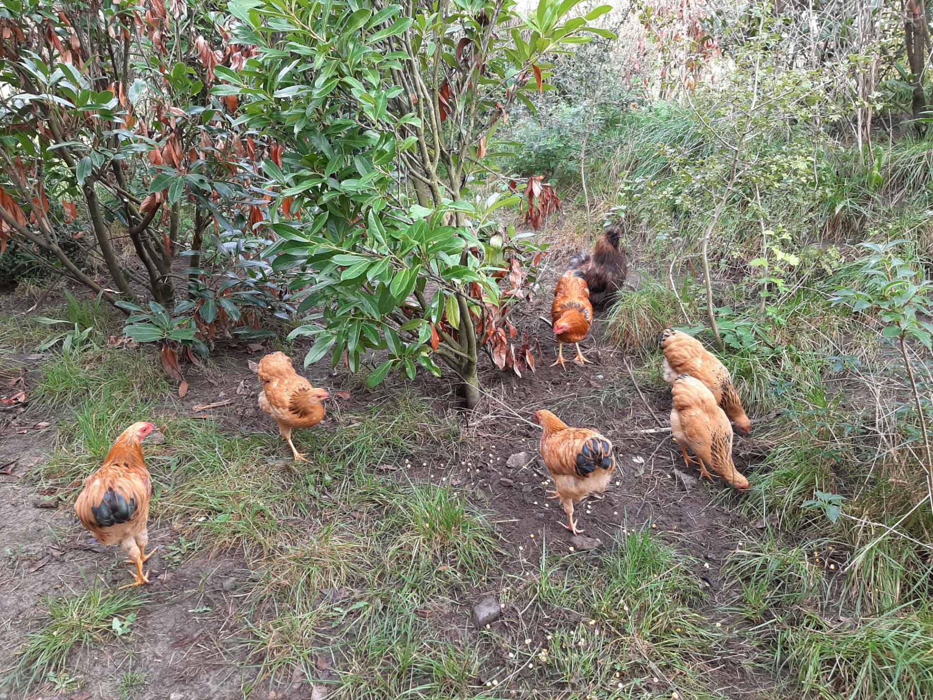 Zuwachs in der Waldschulhühner-WG